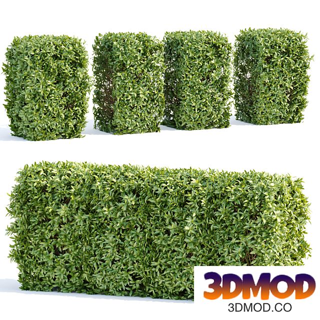 Laurel Hedging Bushes vol 111 灌木