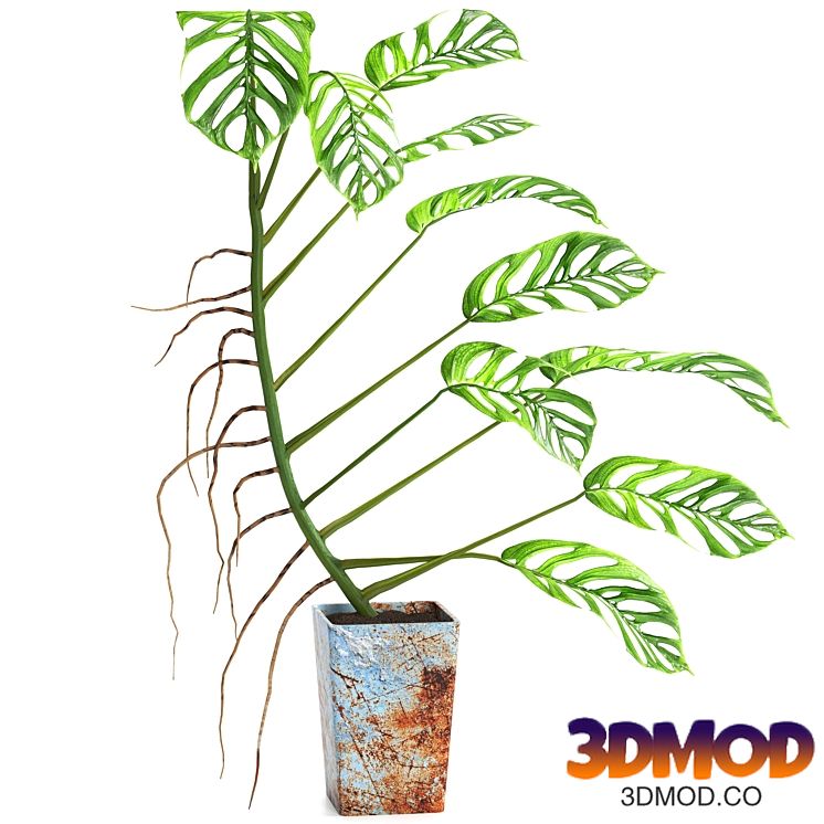 indoor plant set076 植物盆栽