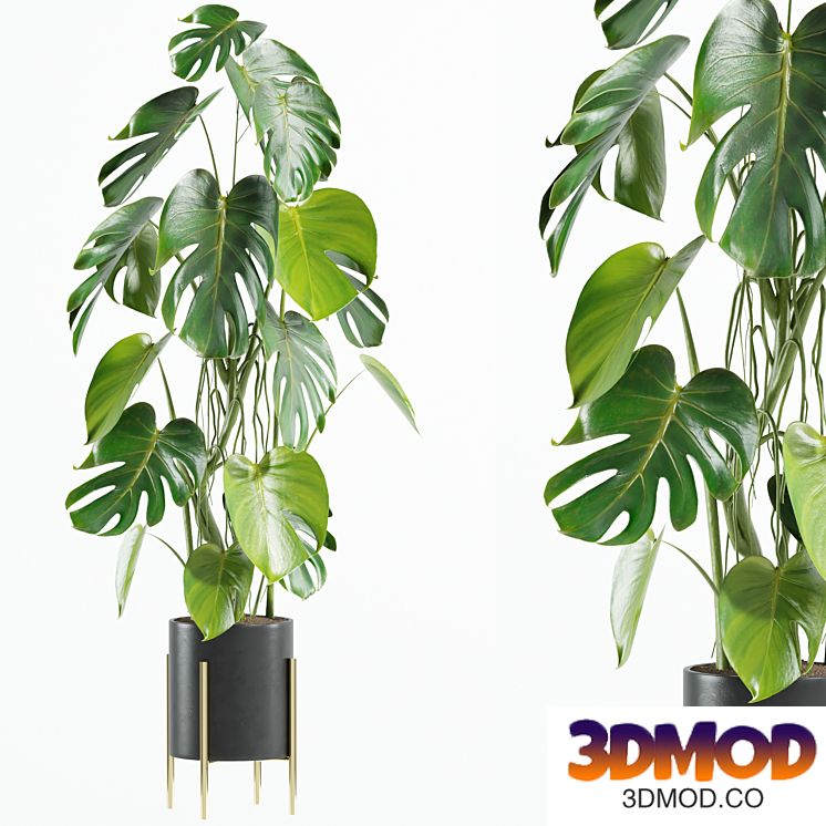 set12 indoor plant 植物盆栽