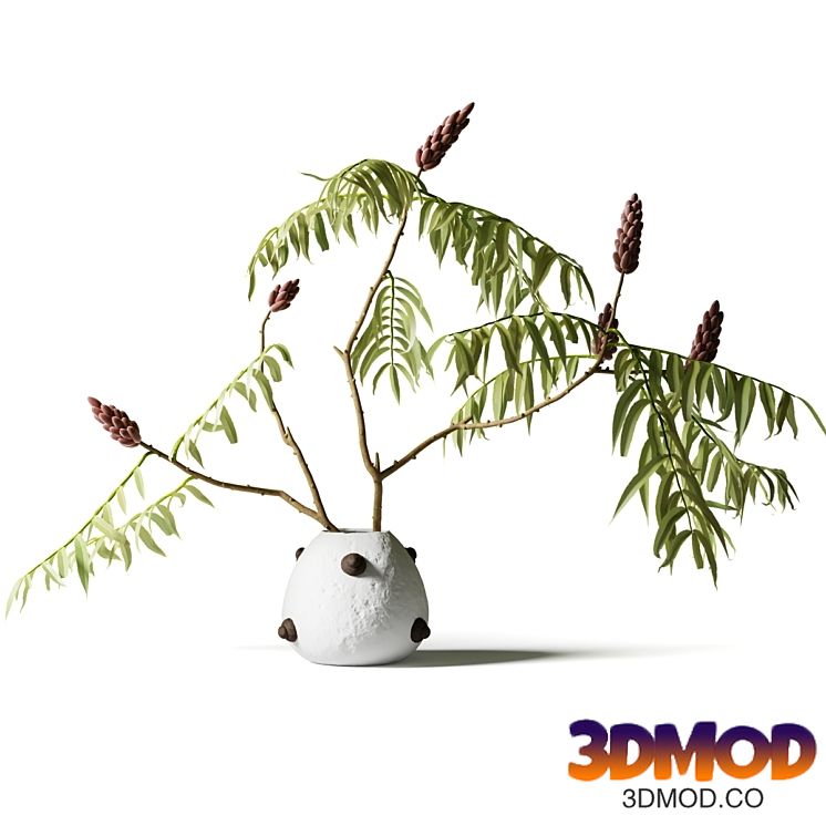 Acacia branch in a white clay vase 植物盆栽