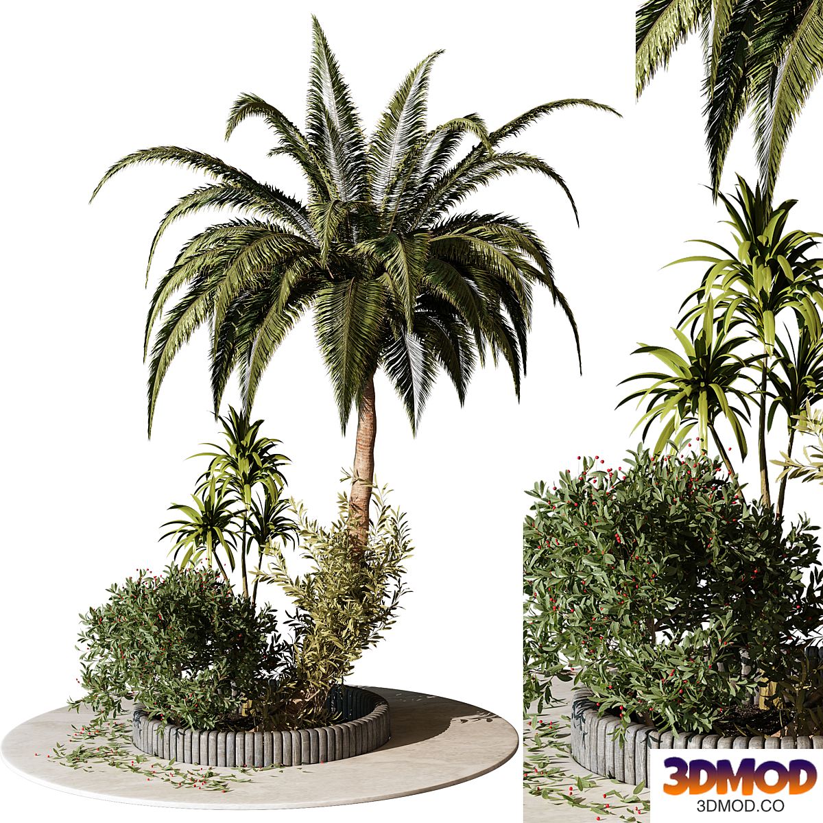 Outdoor Plant 211 景观树