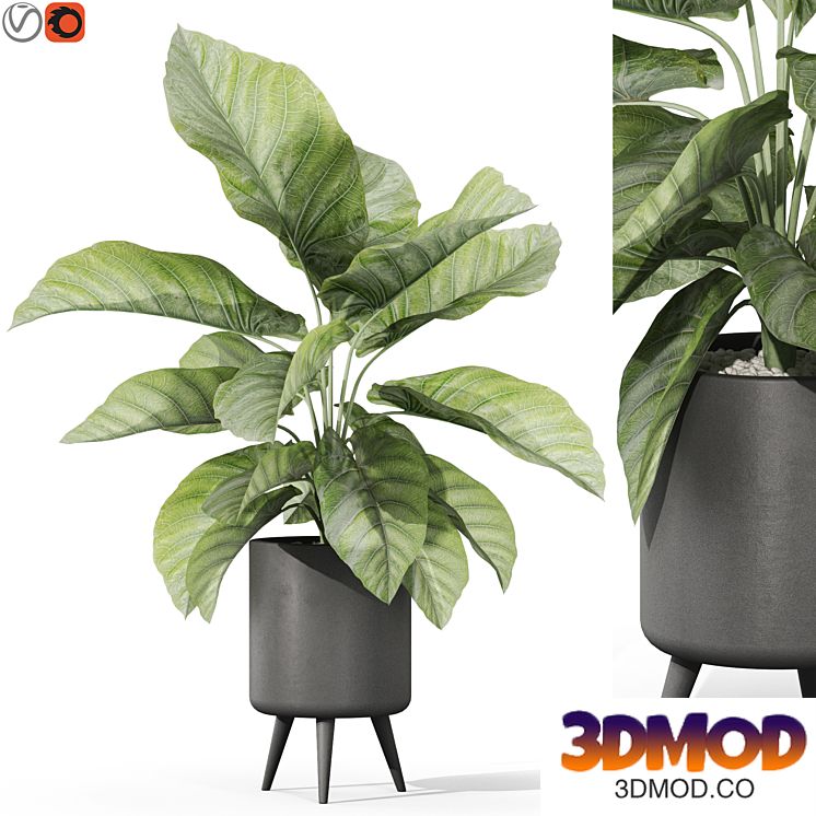 Plants collection 1042 植物盆栽