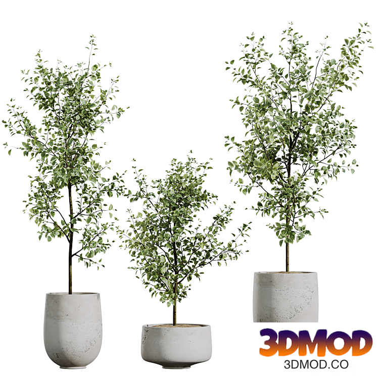 HQ HousePlants Beech Olea Europaea Olive Eucalyptu Joyplants Mini Fig 植物盆栽