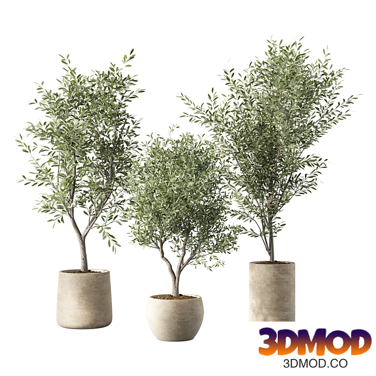 Olive Tree Indoor Plant Set.155 植物盆栽