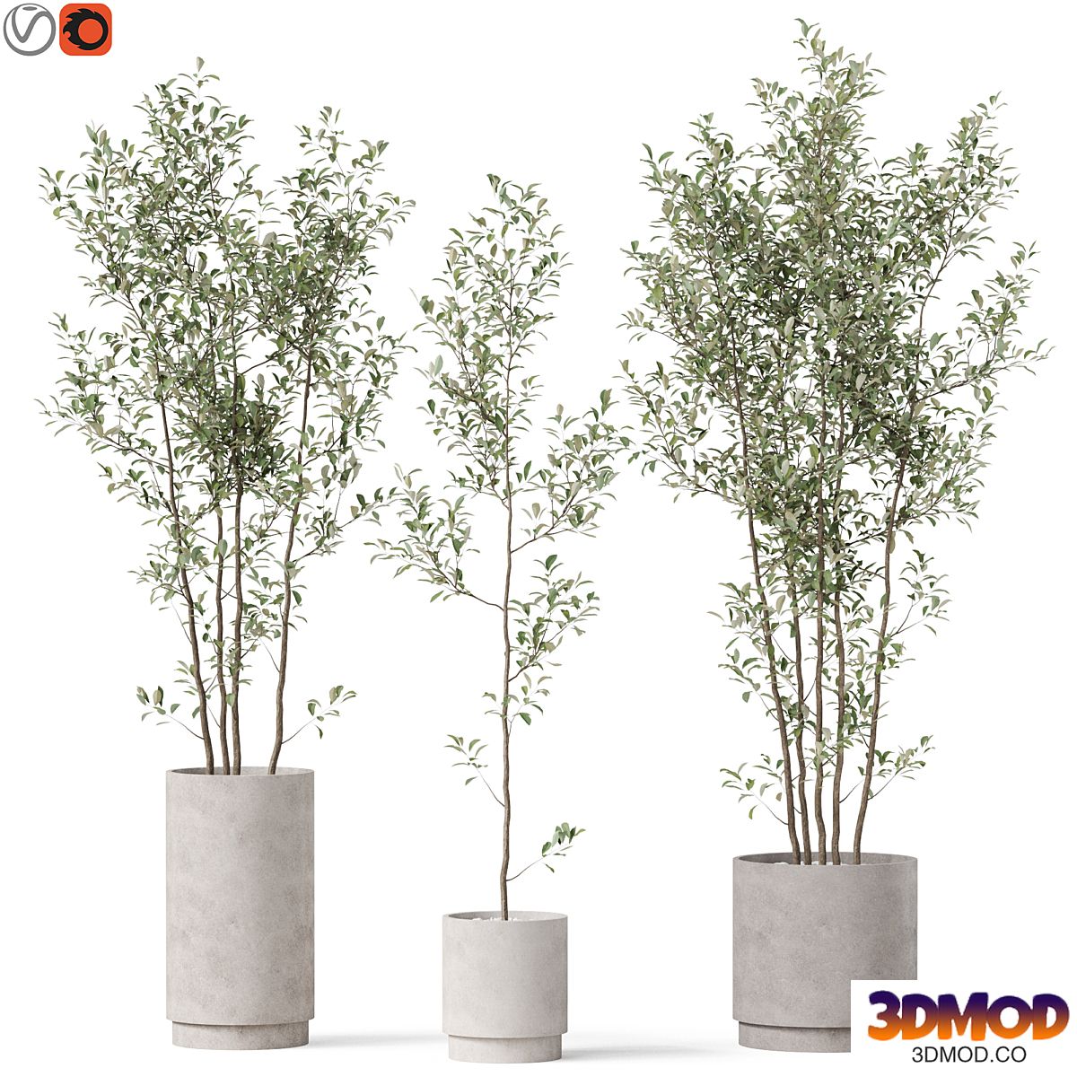Plants collection 901 植物盆栽