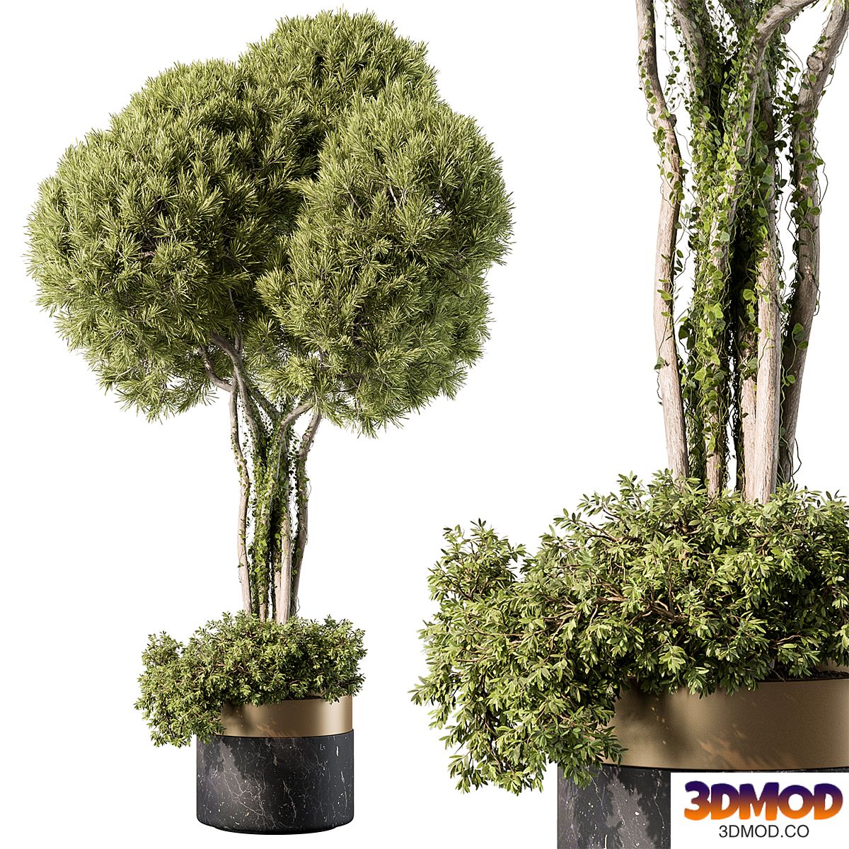 Outdoor Plants 499 - Tree in Pot 植物盆栽