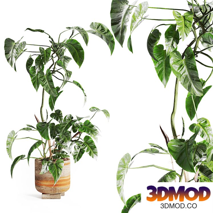 pothos in concrete Pot 植物盆栽