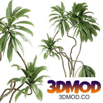 Indoor plants 115 - Plant in pot 植物盆栽
