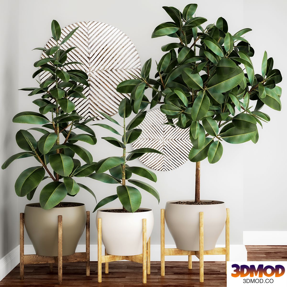 The collection of plants in pots 22. Ficus, pot, flowerpot, interior tree, decor, panel, Scandinavian, African, ficus abidjan