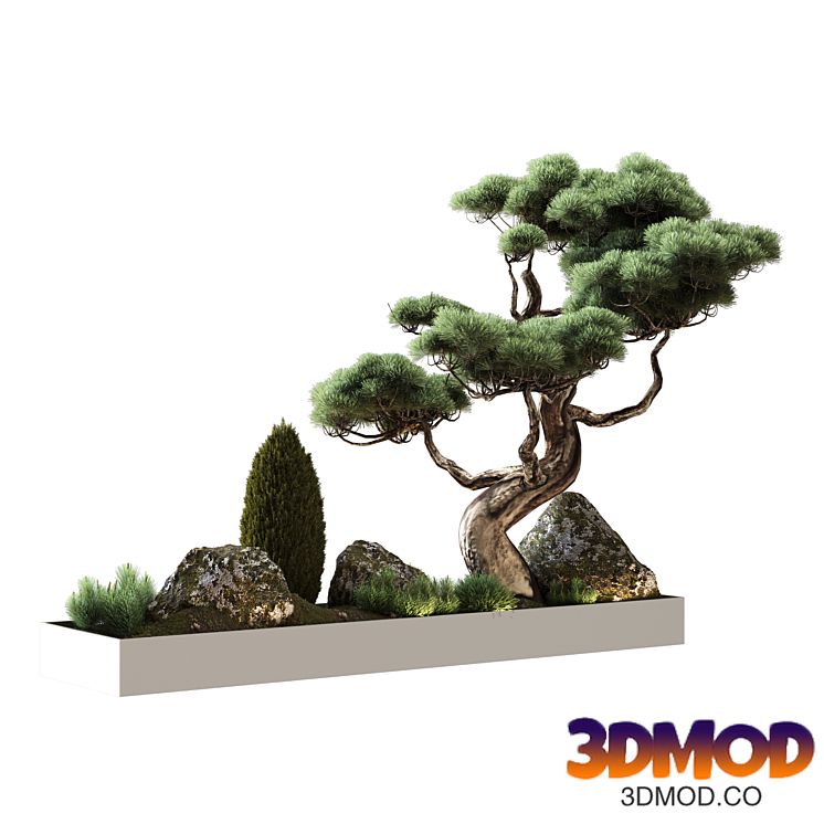 Decor with pine 植物盆栽景观