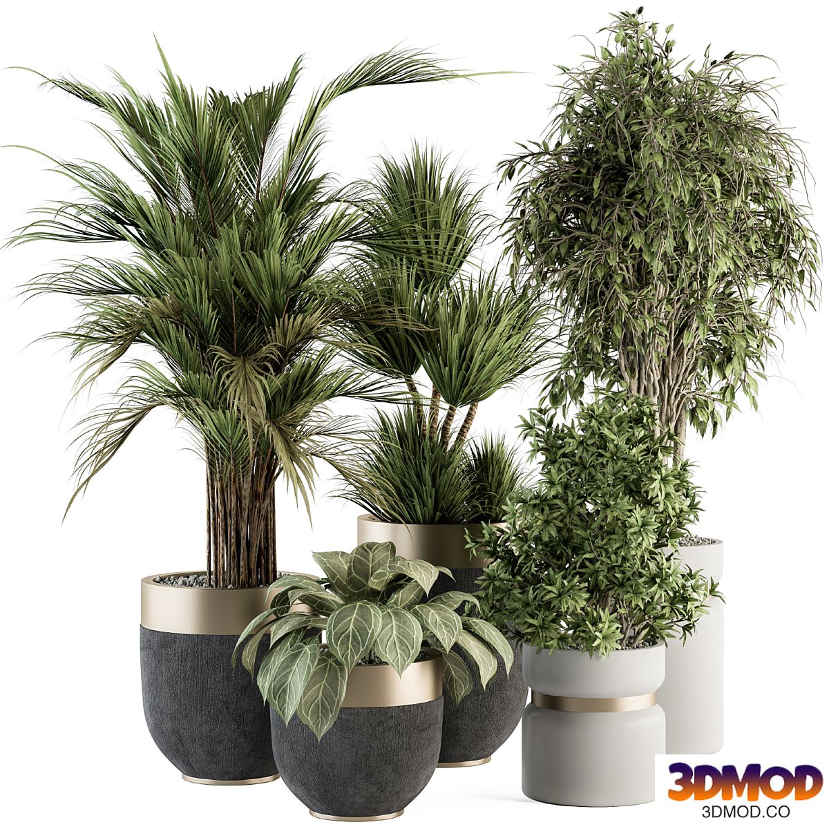 indoor Plant Set 362- Tree and Plant Set in Black and Gray pot 植物盆栽
