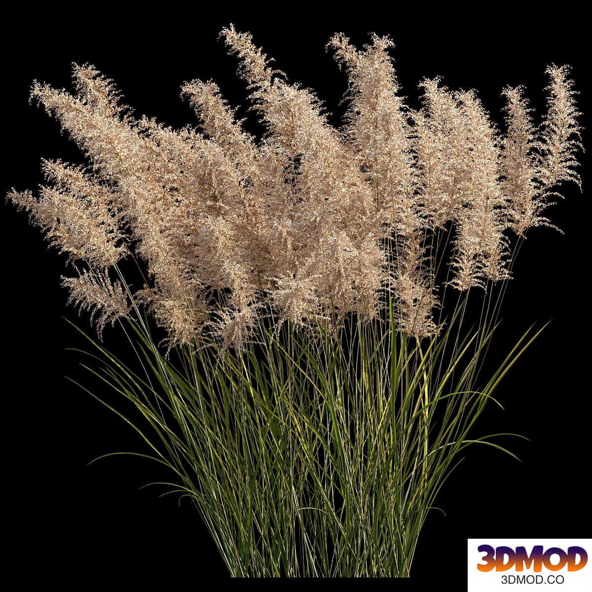 Pampas grass