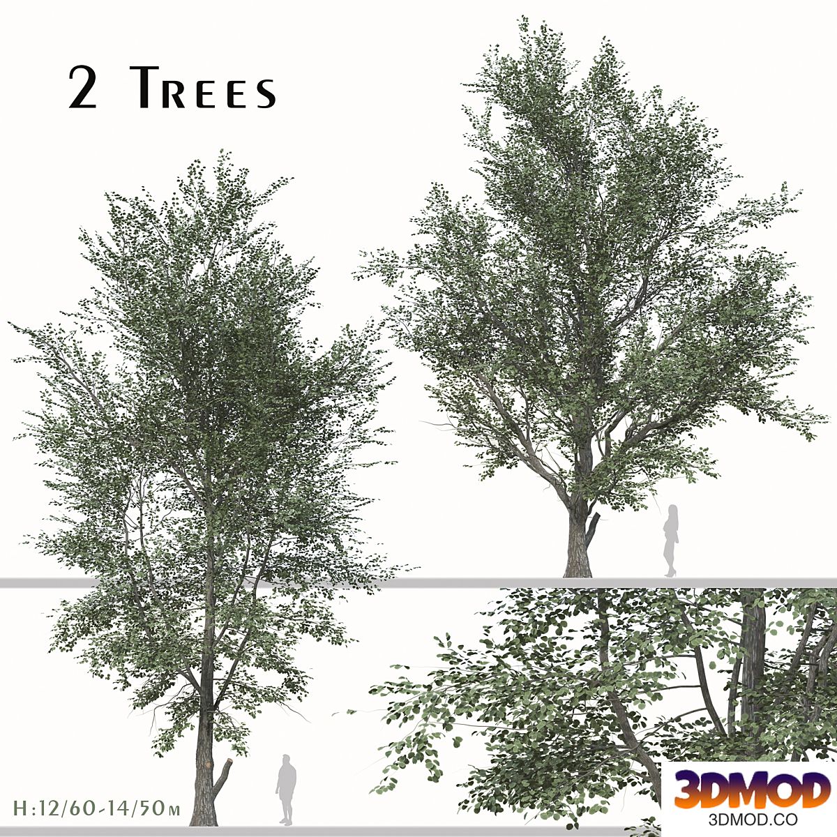 Set of Celtis Koraiensis Tree (Korean hackberry) (2 Trees) 景观树