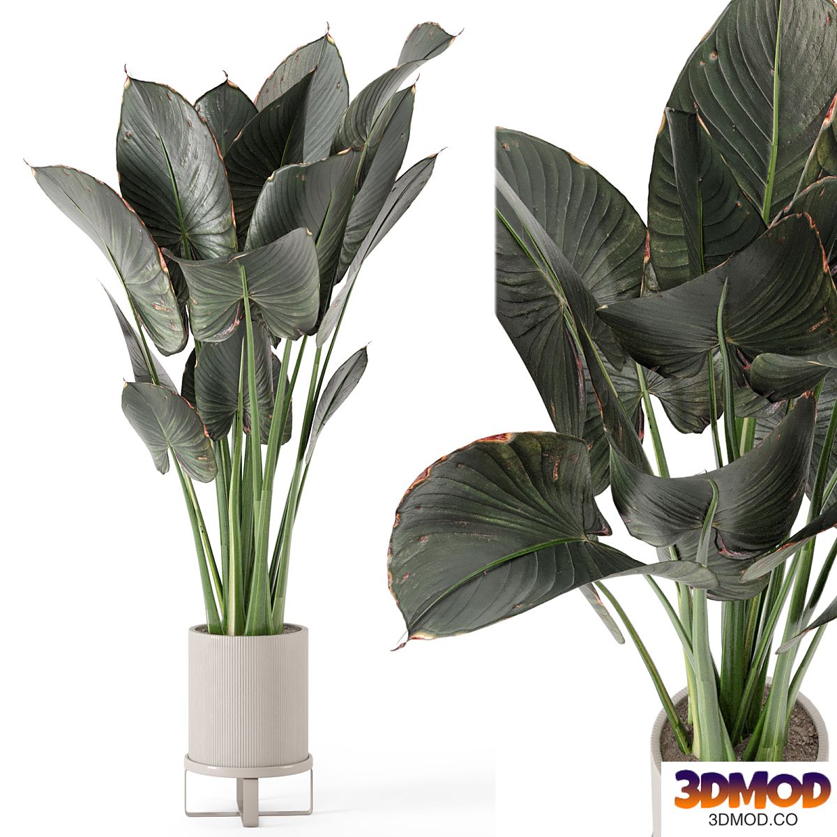 Indoor Plants in Ferm Living Bau Pot Large - Set 555 植物盆栽