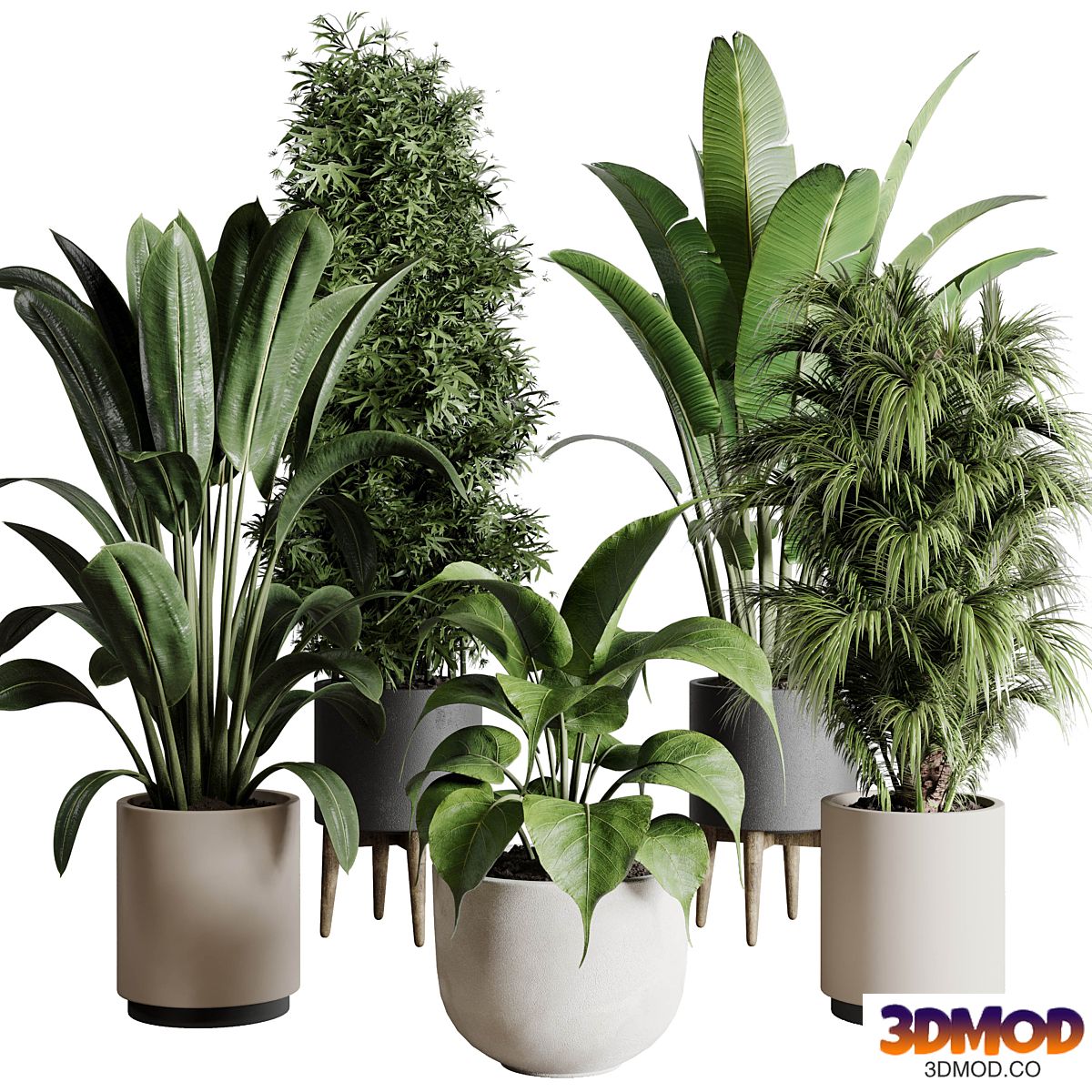 Collection indoor plant 196 plant ficus rubbery palm ravenala bamboo concrete vase 植物盆栽