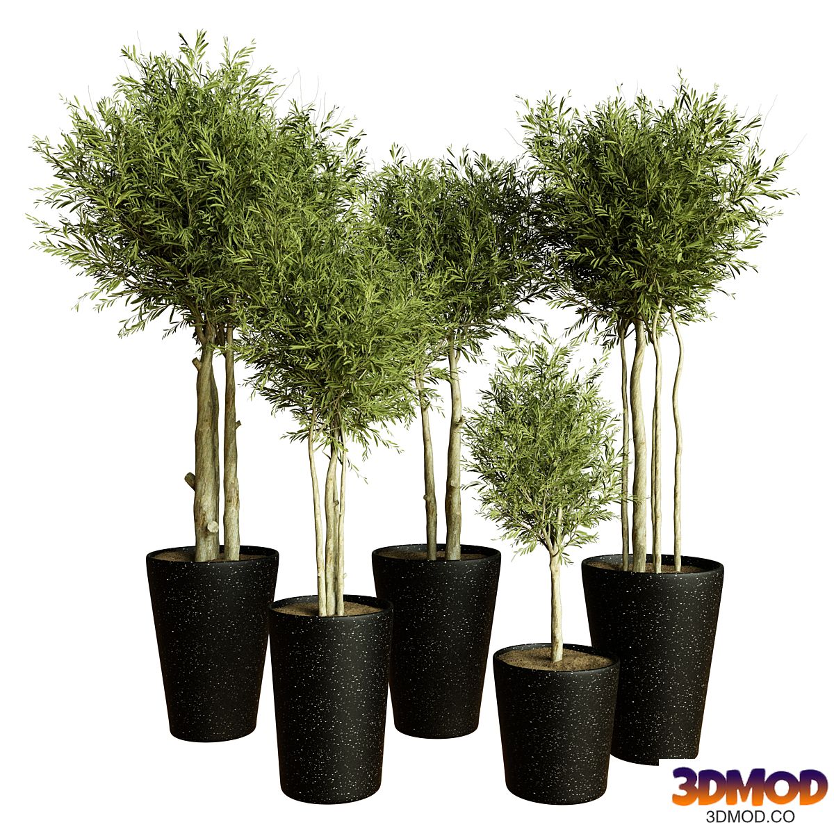 Collection indoor plant 55