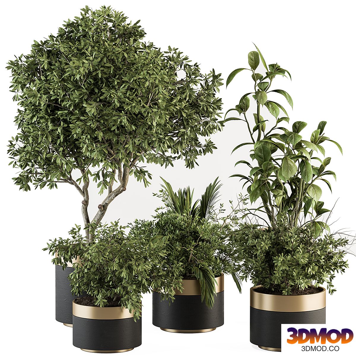 indoor Plant Set 373- Tree and Plant Set in pot 植物盆栽