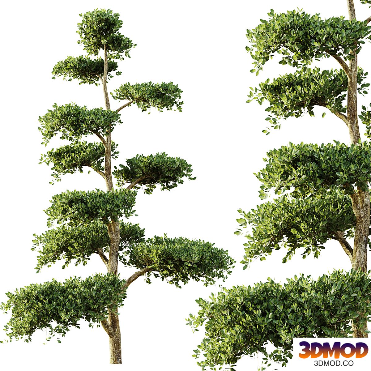 tree set 04