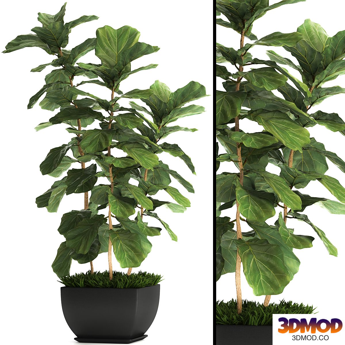 Ficus lyrata. 4. decorative, office, bush, tree, office plant, pot