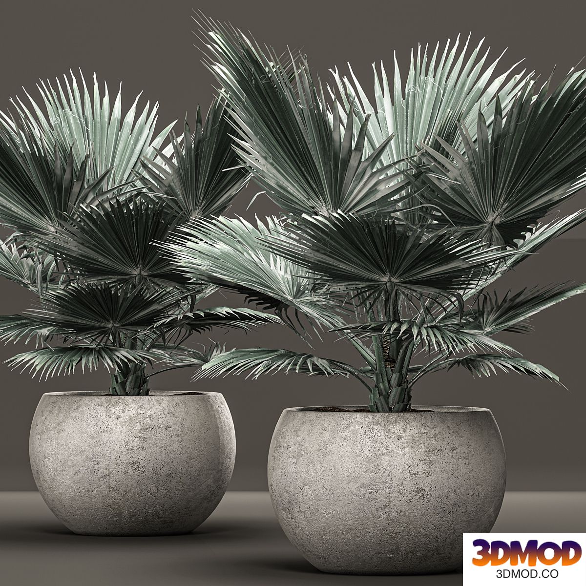 Bismarckia nobilis 2. fan palm, blue palm, brachea, bismarckia, concrete flowerpot