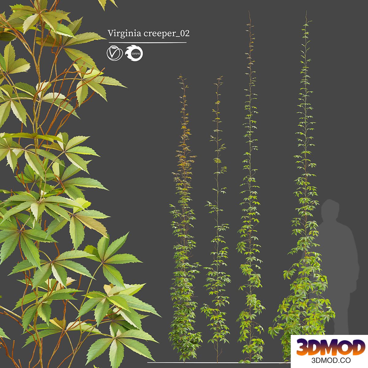 virginia creeper_02 植物蔓藤