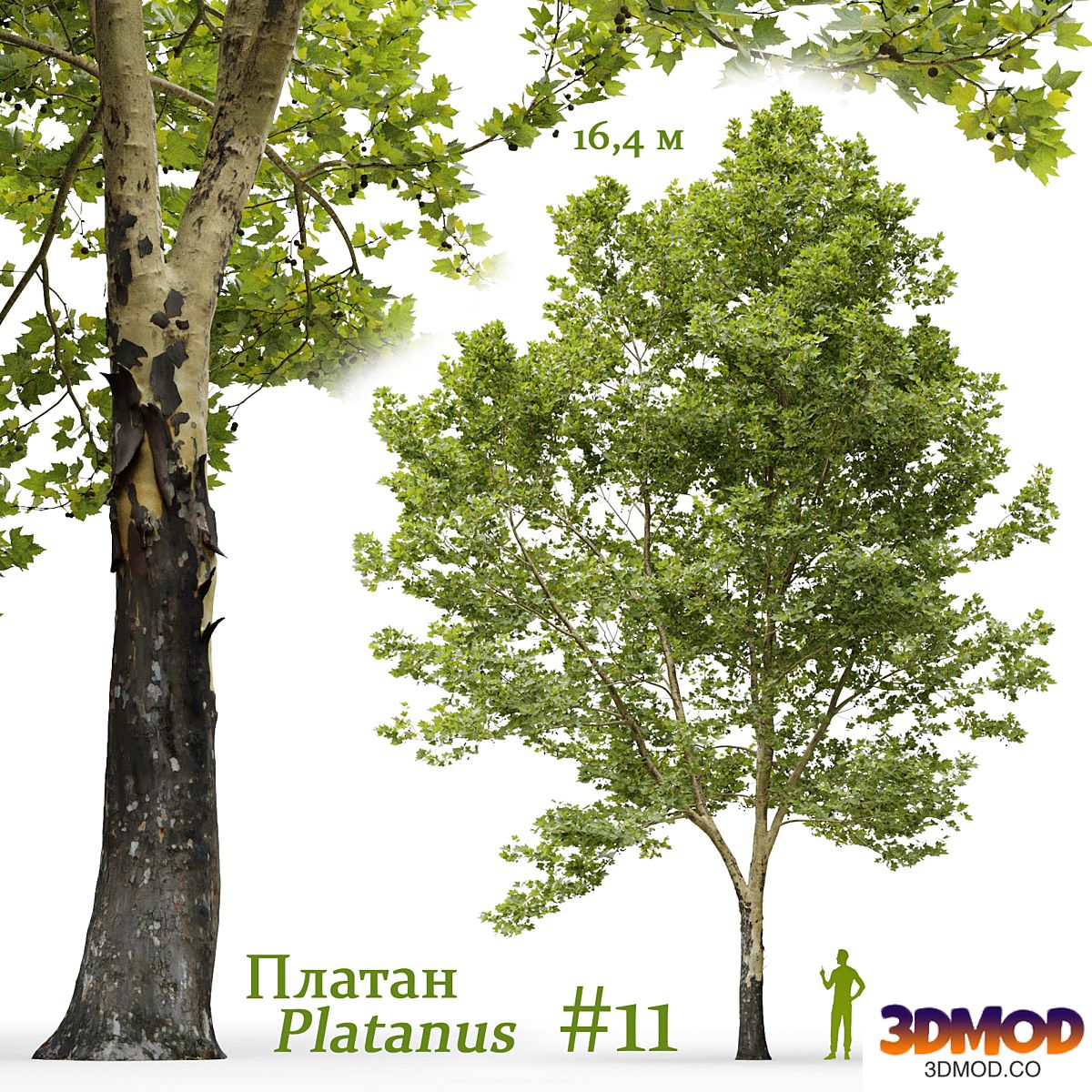 Plane-tree / Sycamore / Platanus #11 景观树