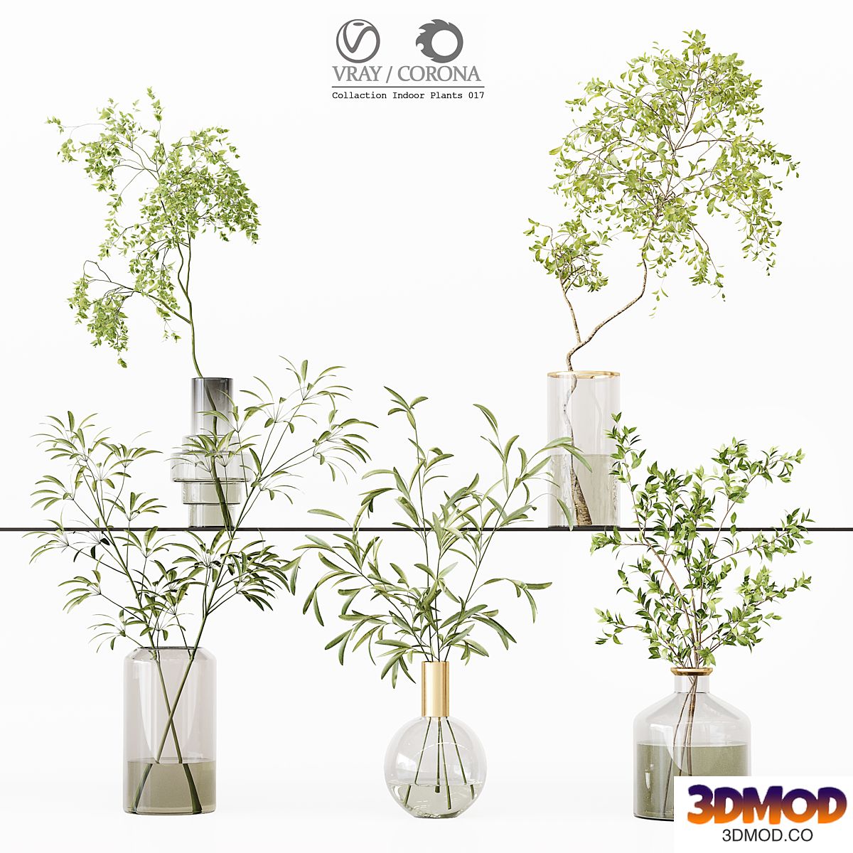 Collection Indoor Plants 017