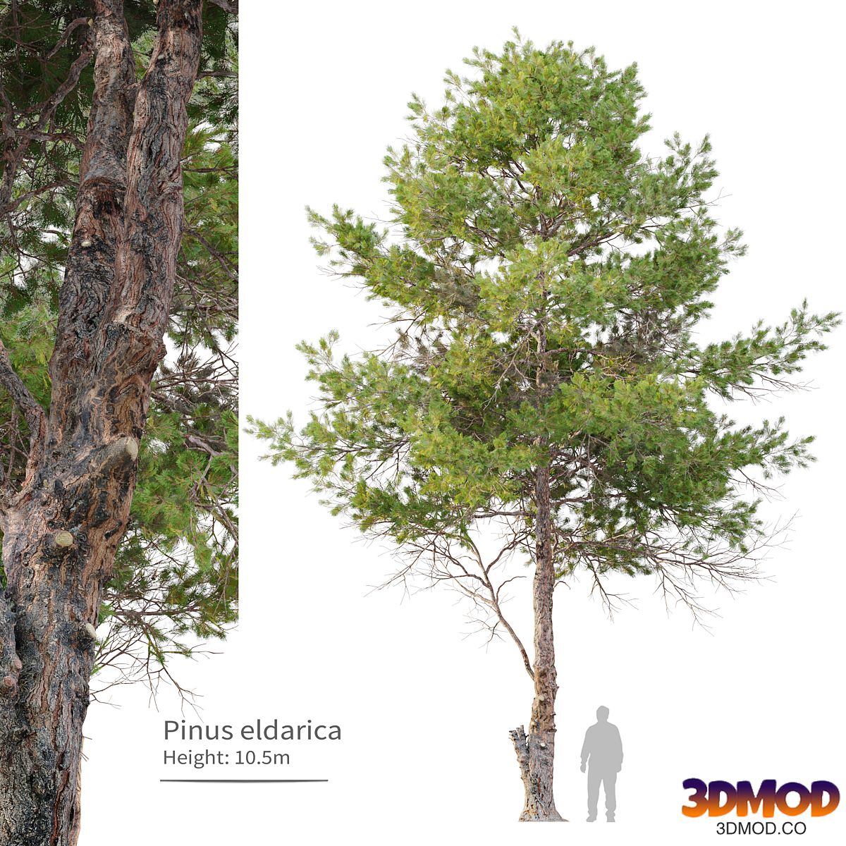 pinus eldarica 景观树