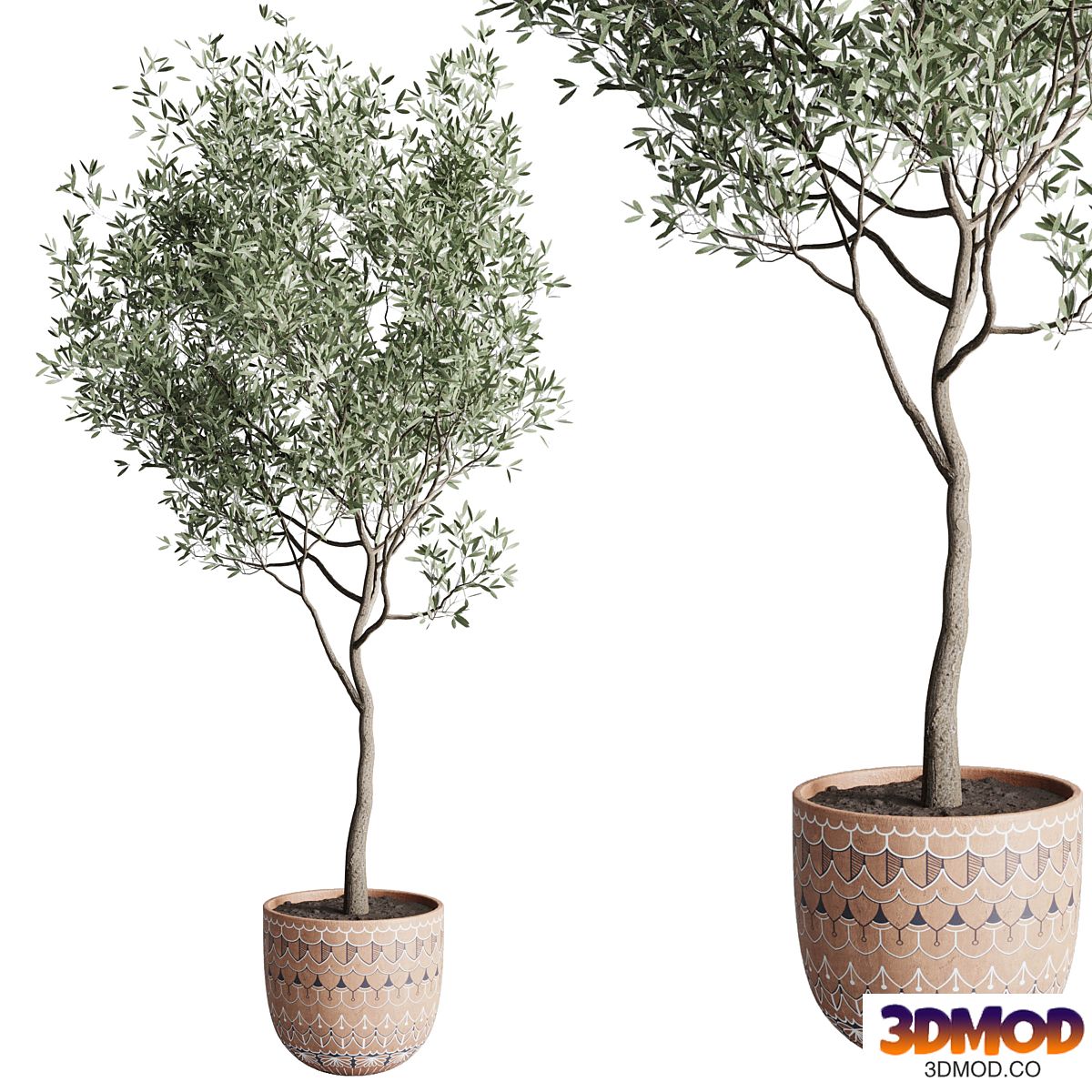 Olive tree in a patterned clay vase 199 植物盆栽