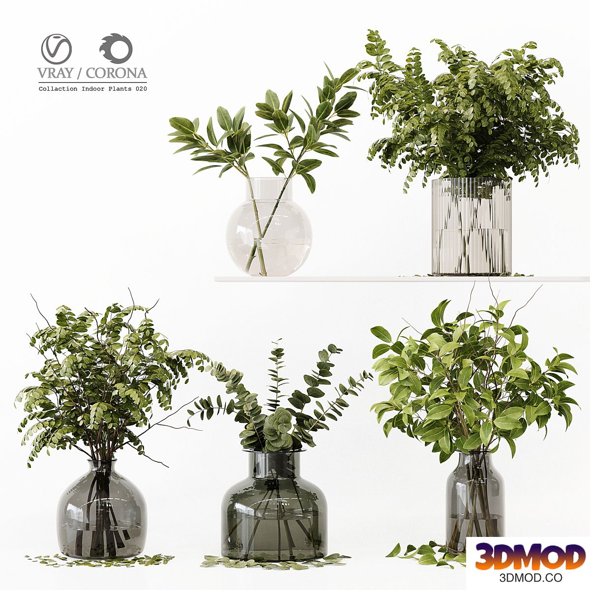 Collection Indoor Plants 020