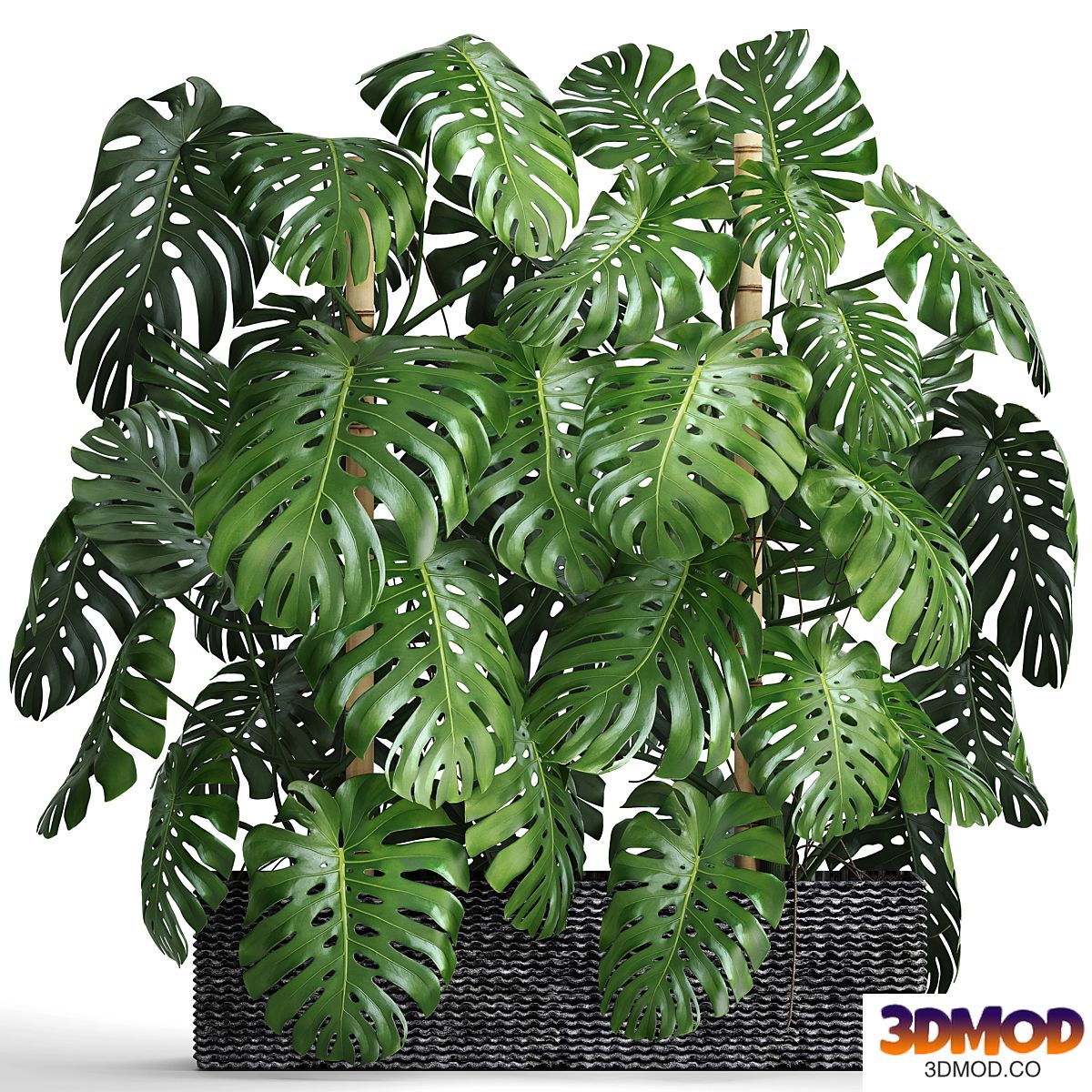 Collection of plants 87. Monstera. Monstera, thickets, bushes, green wall, pot, flower, concrete, flowerpot