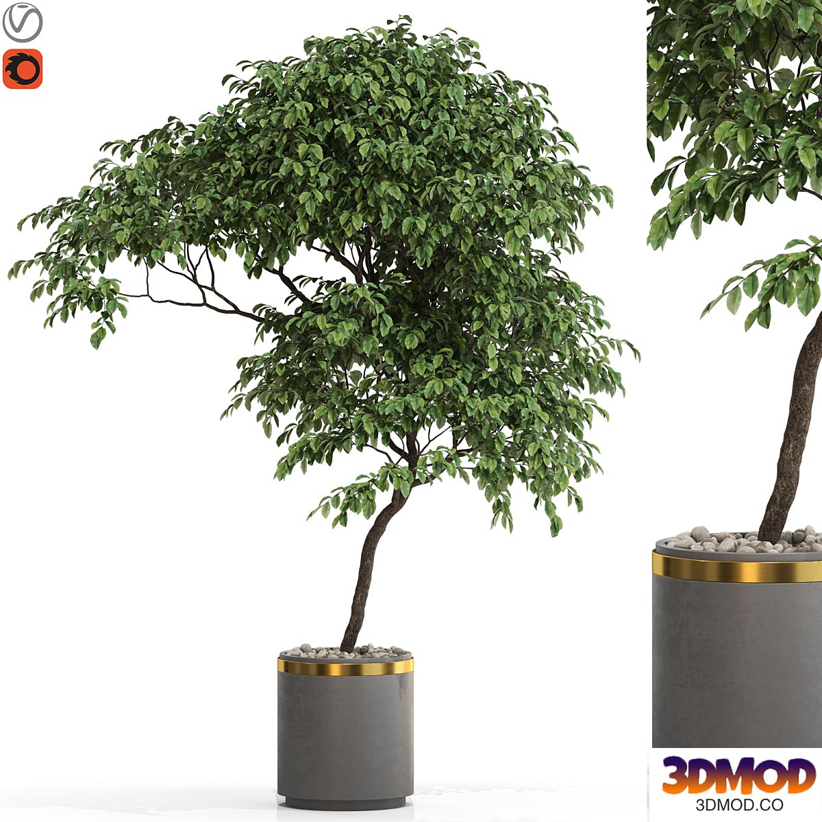 Plants collection 700