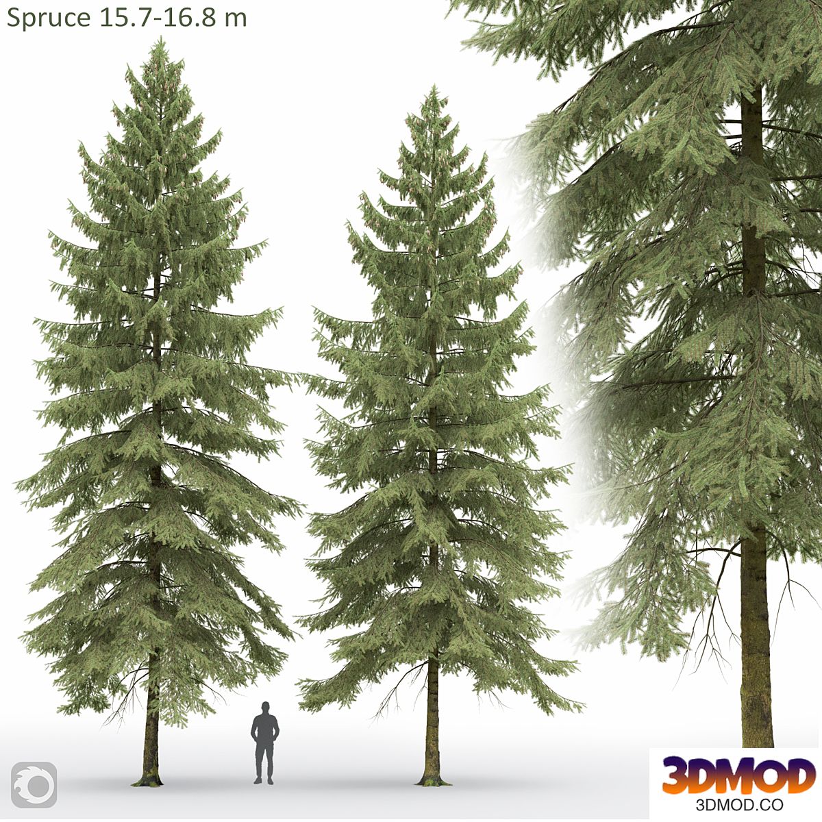 Spruce