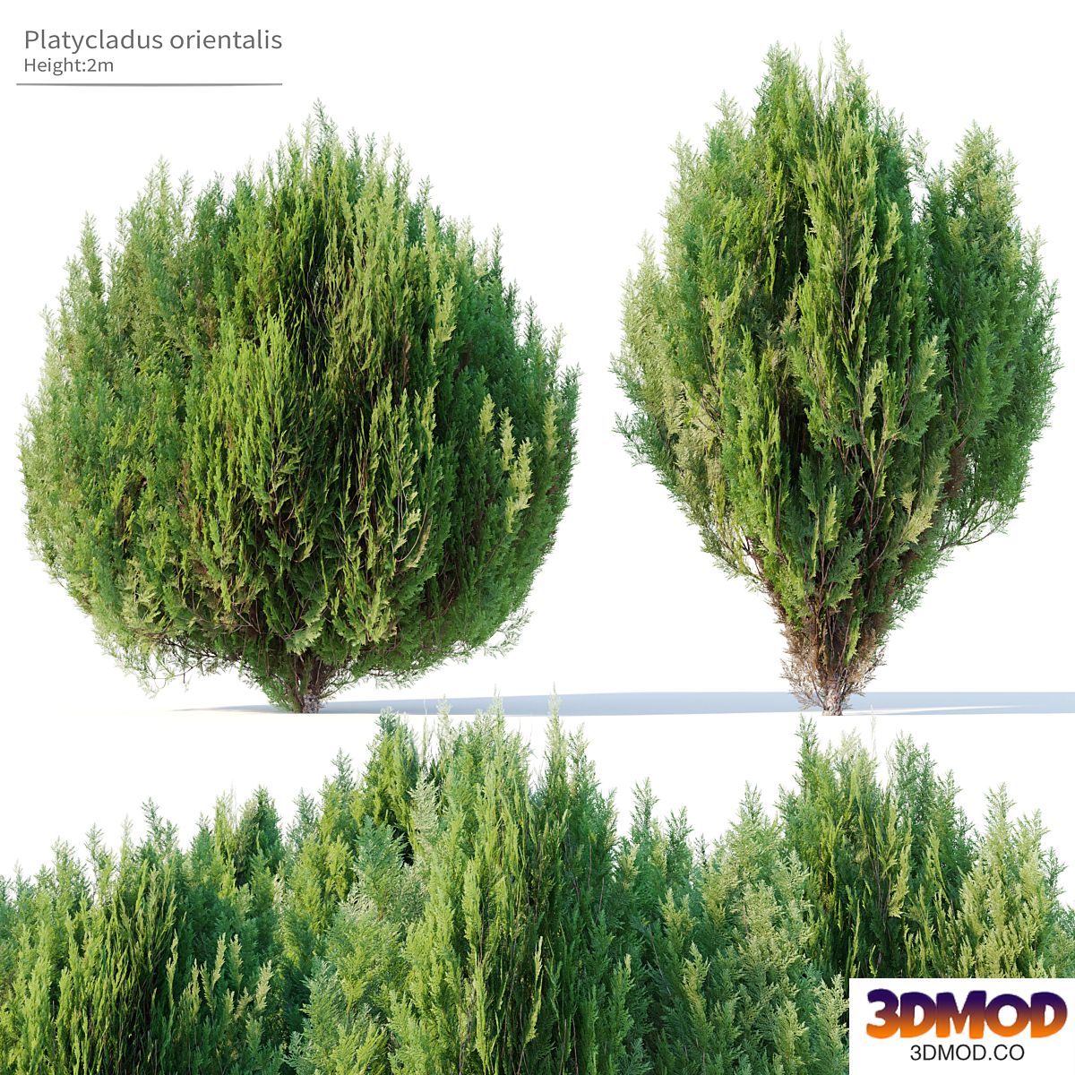 Platycladus orientalis