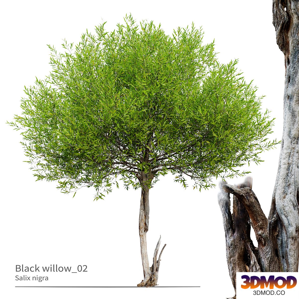 Black willow_02