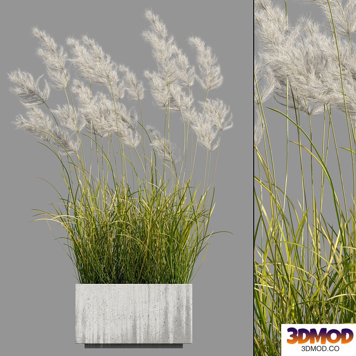 pampas grass 3
