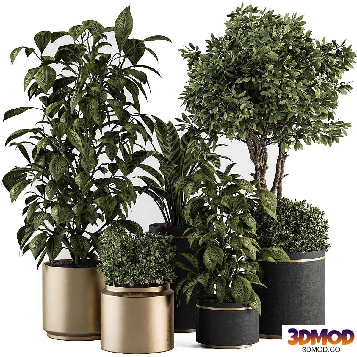 indoor Plant Set 378- Tree and Plant Set in pot