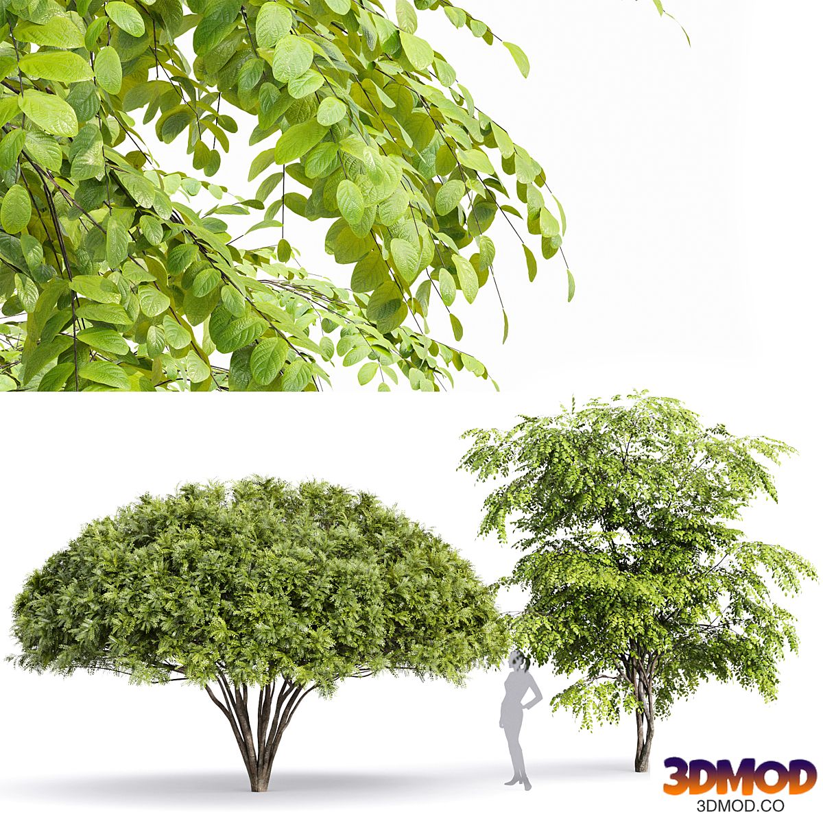 European Bladdernut Staphylea Pinnata and Palo verde trees 景观树