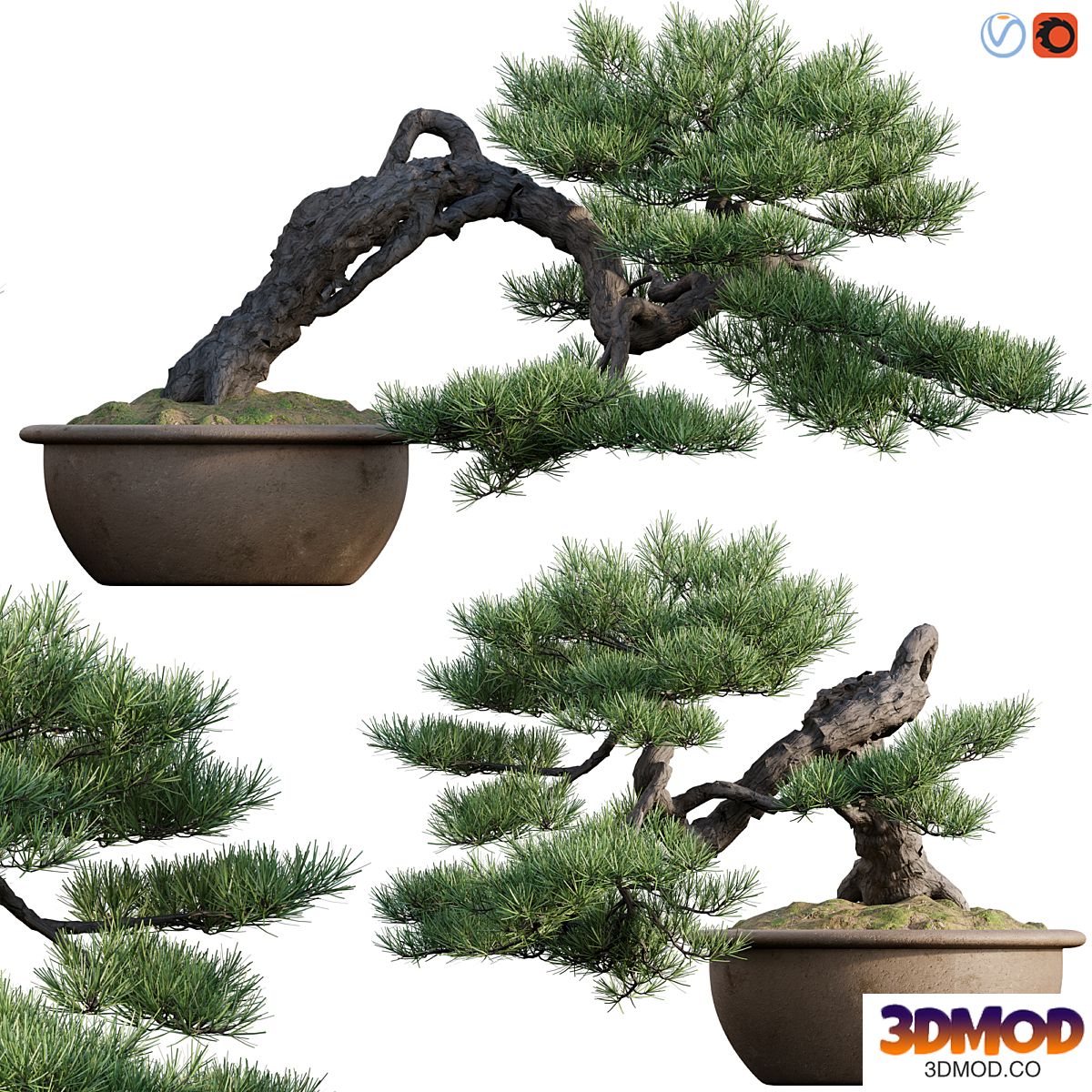 Pine bonsai 03 植物盆栽