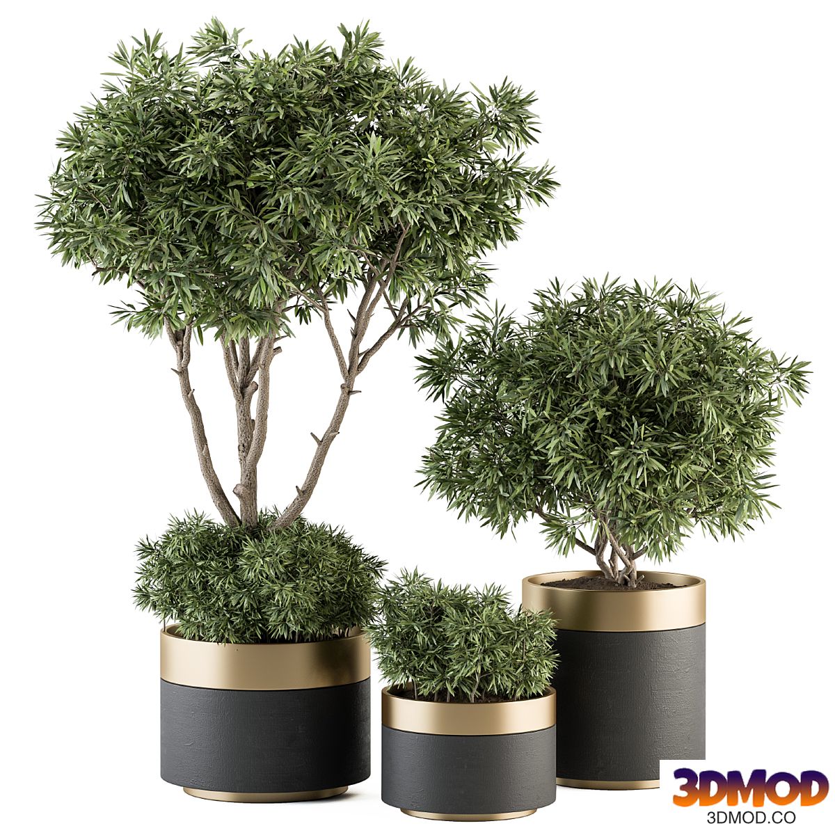 indoor Plant Set 361- Tree and Plant Set in pot 植物盆栽