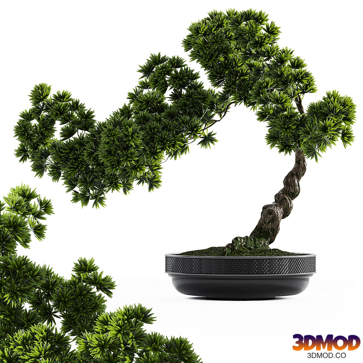 Bonsai plant