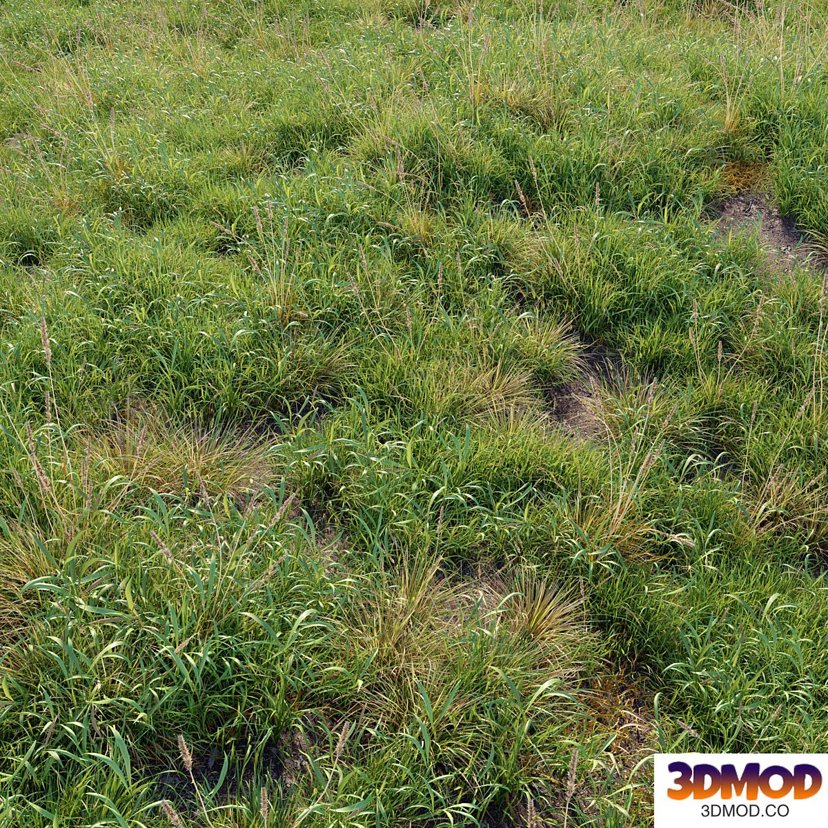 Meadow 09