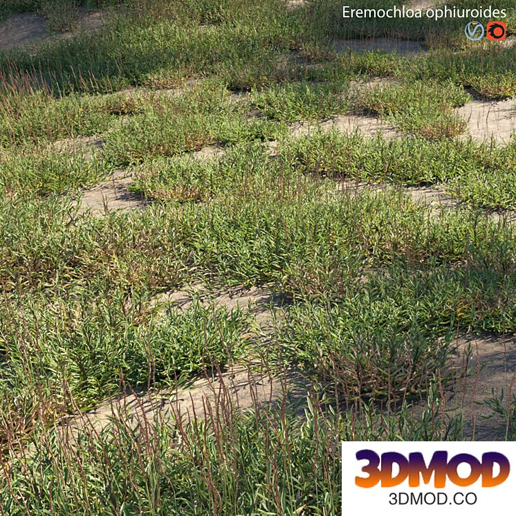 Eremochloa ophiuroides - wild