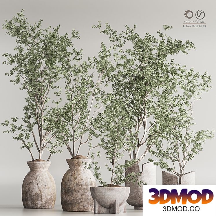 Indoor Plant Set 79