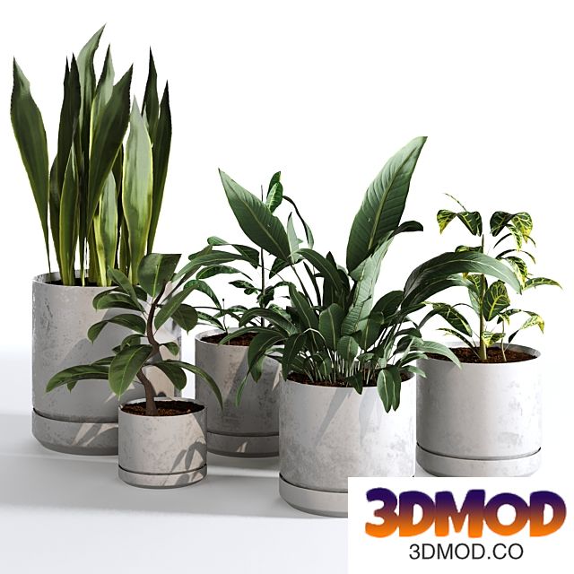 Indoor Plants Collection - Set 03