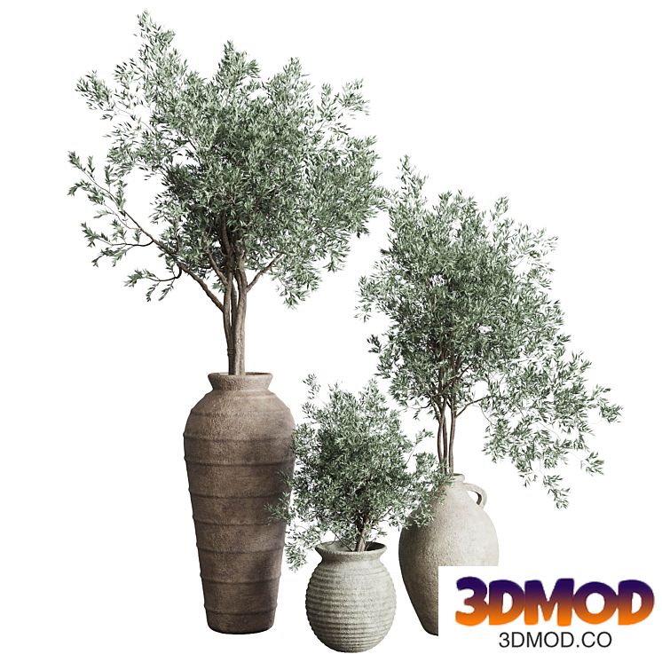 Olive tree in an old earthenware vase indoor collection 278