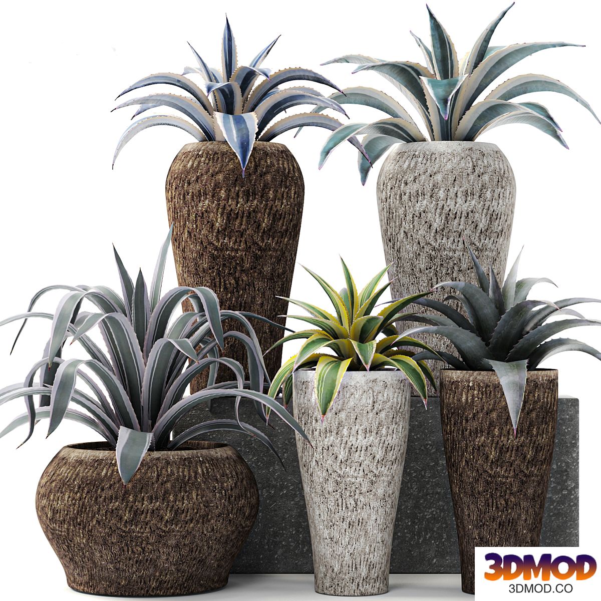 Agave collection, agave, bush, pot, flower, outdoor flowerpot, desert plants, landscape design