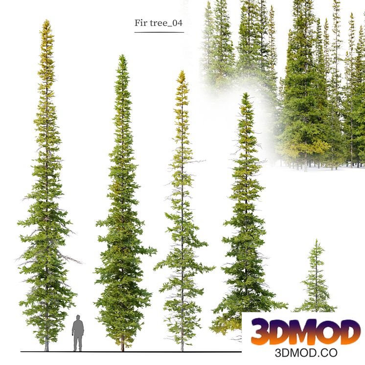 Fir tree 04