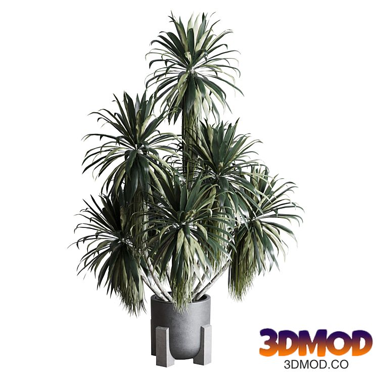 palm plant in concrete dirt vase - Indoor plant 275
