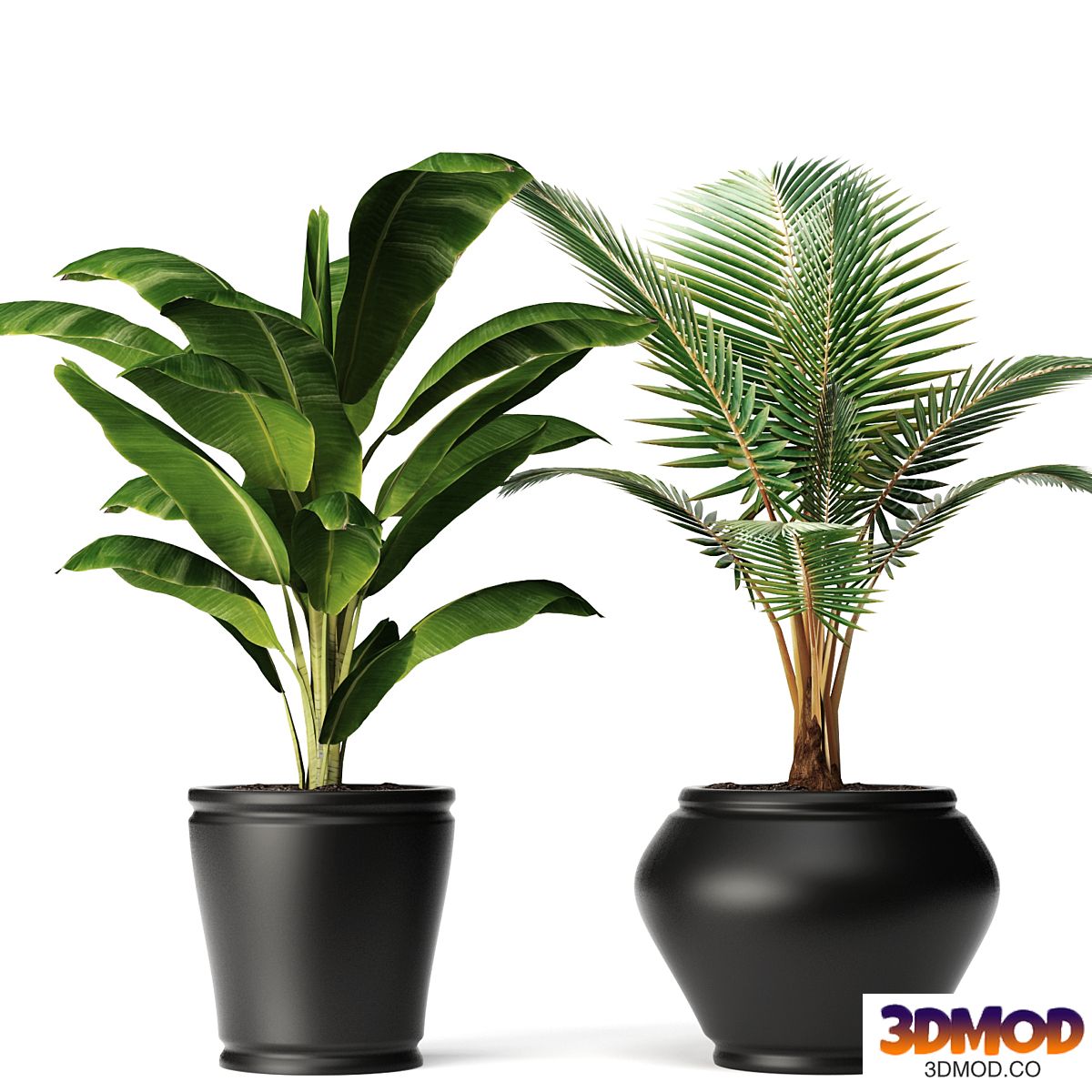 banana and coconut palm, small coconut tree, banana, bush, flower, pot, flowerpot